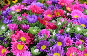 Natures Palette